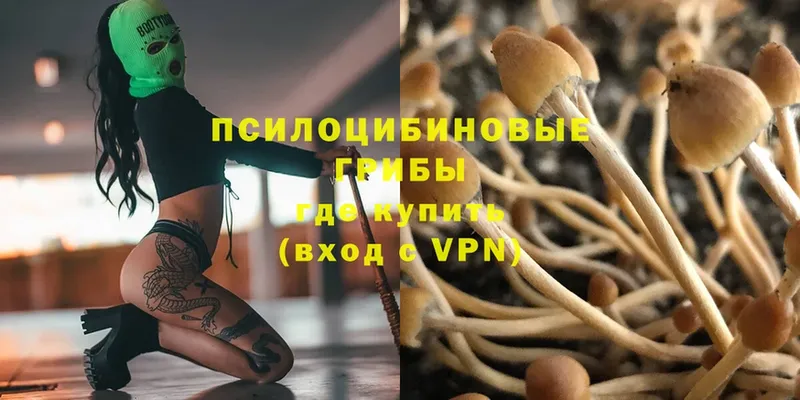 Псилоцибиновые грибы Psilocybe  Глазов 